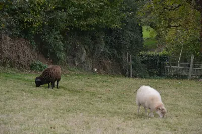 Animaux dans la maison de vacances ou à proximité