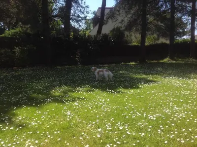 Animal ou animaux domestique(s) séjournant avec des clients dans l'établissement Villa Aiguemarine