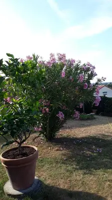 Jardin de l'établissement Maison d'hôtes Fortin Anita et Guy