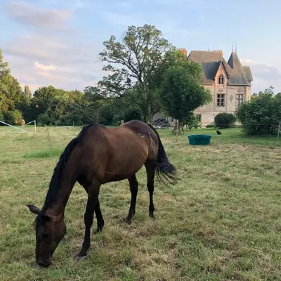 Animaux dans la maison de vacances ou à proximité