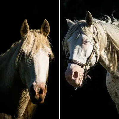 Animaux dans la maison d'hôtes ou à proximité