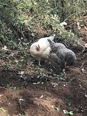 Animaux dans la maison d'hôtes ou à proximité