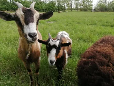 Animaux dans le chalet ou à proximité