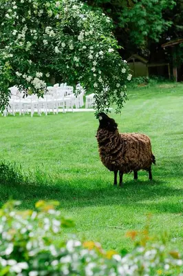 Animaux dans le B&B/chambre d'hôtes ou à proximité
