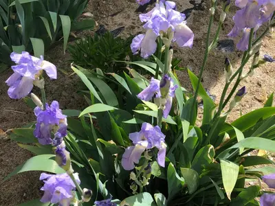 Jardin de l'établissement Horizon