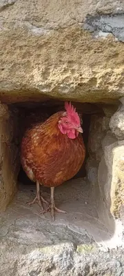 Animaux dans le B&B/chambre d'hôtes ou à proximité
