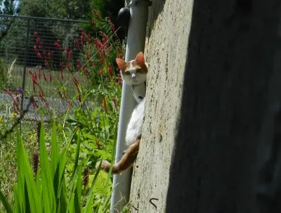 Animal ou animaux domestique(s) séjournant avec des clients dans l'établissement Auberge BonBeauJoli