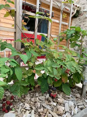 Jardin de l'établissement La Basse Monniere