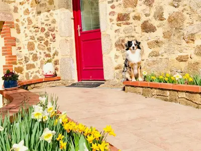 Animal ou animaux domestique(s) séjournant avec des clients dans l'établissement La Basse Monniere