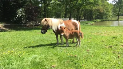 Animaux dans le B&B/chambre d'hôtes ou à proximité