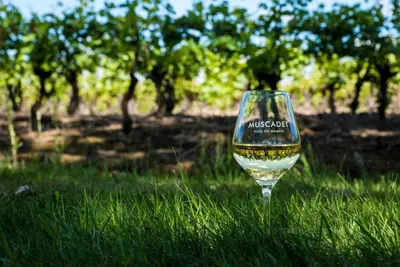 Boissons dans l'établissement Dépendance chaleureuse dans le vignoble nantais