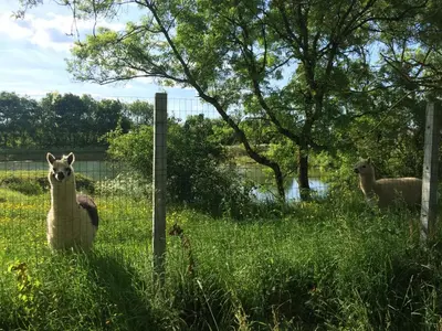 Animaux dans la maison de vacances ou à proximité