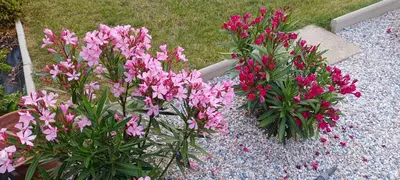 Jardin de l'établissement chambre d'hôte La Paisible