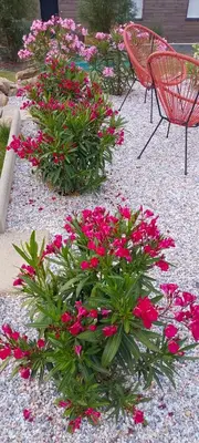 Jardin de l'établissement chambre d'hôte La Paisible