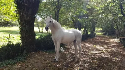 Animaux dans la maison d'hôtes ou à proximité