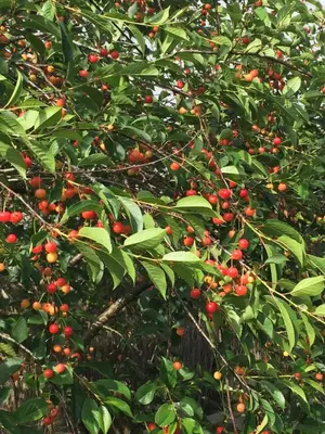 Jardin de l'établissement Au Mas Retz De Jade
