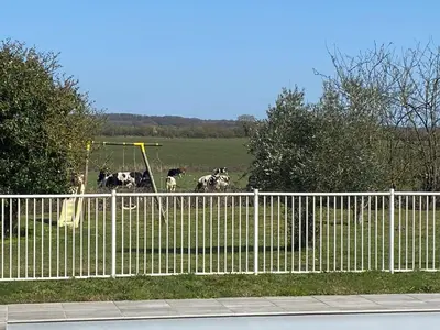 Animaux dans le B&B/chambre d'hôtes ou à proximité
