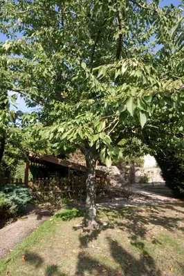 Jardin de l'établissement Le PETIT CHATEAU - Tiffauges proche Puy duFou