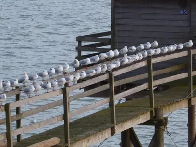 Vue sur la rivière ou le fleuve situé(e) à proximité de l'appartement