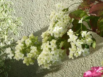 Jardin de l'établissement Gîte rénové calme avec jardin fleuri, à proximité du canal de Nantes à Brest et de la forêt du Gâvre - FR-1-306-1007