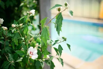 Piscine de l'établissement Chateau L' Escale ou située à proximité