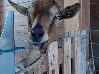 Animaux dans la maison de vacances ou à proximité