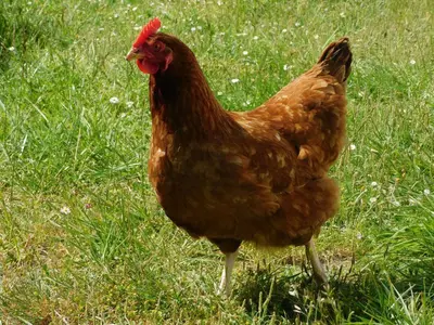 Animaux dans la maison de vacances ou à proximité
