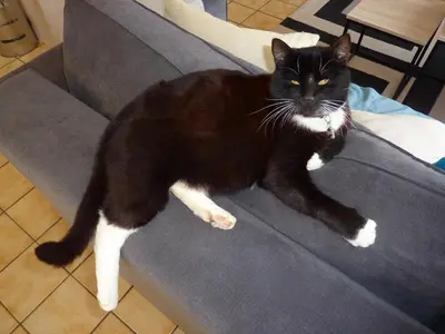 Animal ou animaux domestique(s) séjournant avec des clients dans l'établissement Chambres tranquilles en campagne