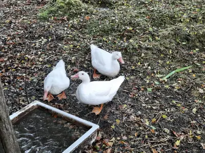 Animaux dans le séjour chez l'habitant ou à proximité