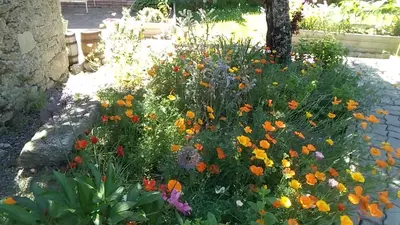 Jardin de l'établissement Les Tournesols