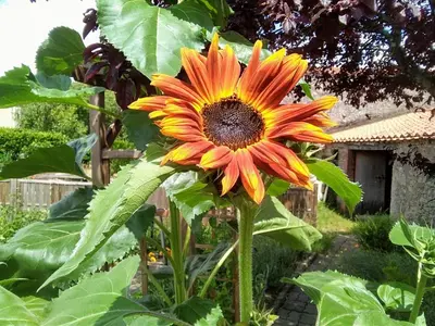 Jardin de l'établissement Les Tournesols