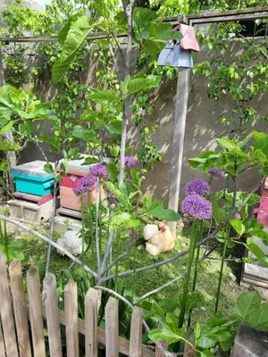 Jardin de l'établissement Tiny House Cosy 2 - Angers Green Lodge