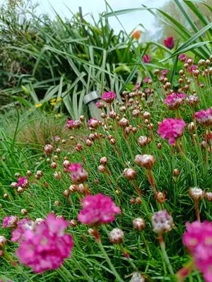 Jardin de l'établissement Le gîte Le Marillet