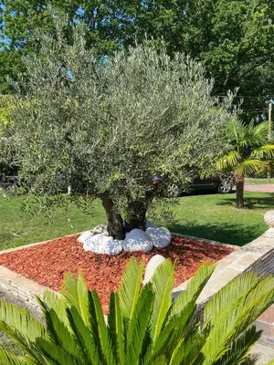 Jardin de l'établissement Le Clos des Chênes