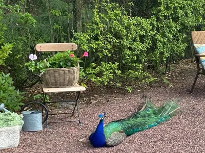 Jardin de l'établissement Le Clos des Chênes