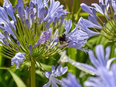 Jardin de l'établissement Le Clos du Piheux