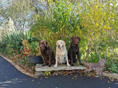 Animal ou animaux domestique(s) séjournant avec des clients dans l'établissement La Cabane Insolite
