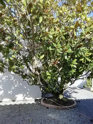 Jardin de l'établissement Challans studio