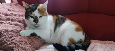 Animal ou animaux domestique(s) séjournant avec des clients dans l'établissement Chambre chez l'habitante 