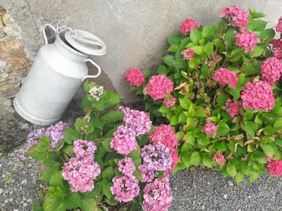 Jardin de l'établissement L' ART CHAMP BEAU