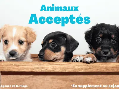 Animal ou animaux domestique(s) séjournant avec des clients dans l'établissement Appartement 1 chambre à Saint-Jean-de-Monts pour 4 personnes proche plage - FR-1-323-266