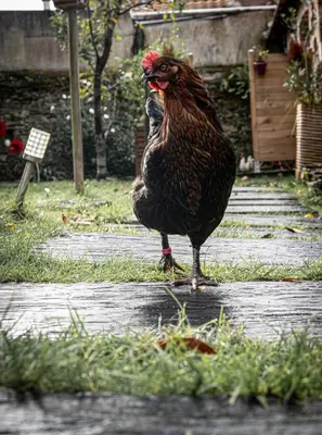 Animaux dans la maison d'hôtes ou à proximité
