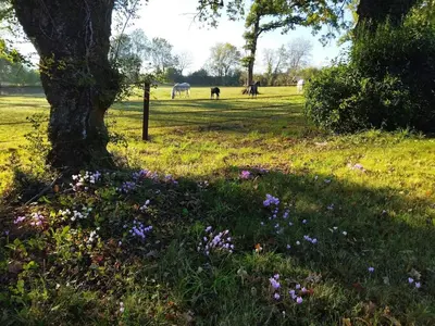 Jardin de l'établissement Maison de campagne au cœur d'un élevage de poneys connemara