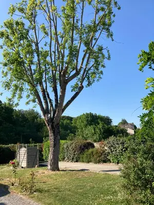 Jardin de l'établissement Chai Saint Jean CAMELIA Piscine et SPA
