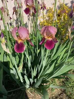 Jardin de l'établissement Chambre d'Hôtes Les Petits Oiseaux